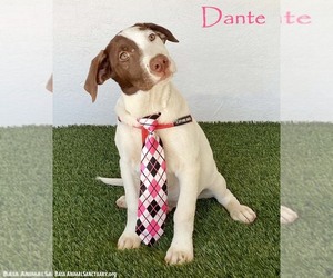 Lab-Pointer Dogs for adoption in San Diego, CA, USA