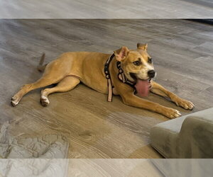 Nova - Female Mutt Dog for Adoption - Photo #2