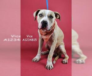Mutt Dogs for adoption in Bakersfield, CA, USA