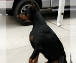 Small Photo #3 Doberman Pinscher Puppy For Sale in COLLEGE HEIGHTS DURANGO, CO, USA