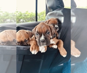 Boxer Puppy for sale in SOUTH BELOIT, IL, USA