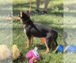 Small #1 Mutt