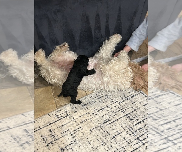 Medium Photo #8 Goldendoodle Puppy For Sale in BUDD LAKE, NJ, USA