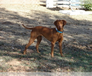 Mother of the Vizsla puppies born on 03/10/2025