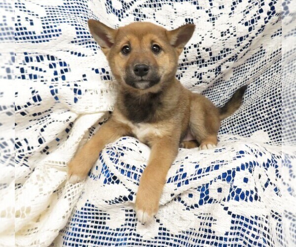 Medium Photo #5 Shiba Inu Puppy For Sale in HARTVILLE, MO, USA