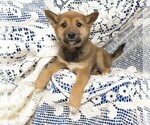 Small Photo #5 Shiba Inu Puppy For Sale in HARTVILLE, MO, USA