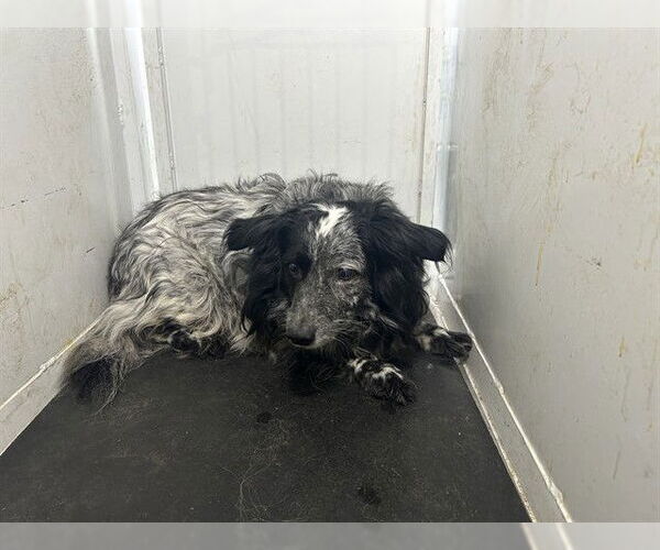 Medium Photo #1 Australian Shepherd Puppy For Sale in Sacramento, CA, USA