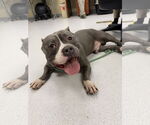 Small #8 Bulldog Mix