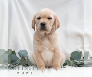 Golden Retriever-Vizsla Mix Puppy for sale in PORT TREVORTON, PA, USA