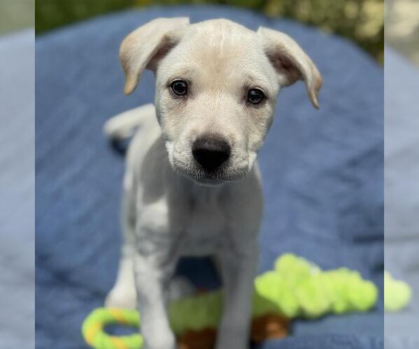 Medium Photo #4 Colonial Cocker Spaniel-Unknown Mix Puppy For Sale in San Diego, CA, USA