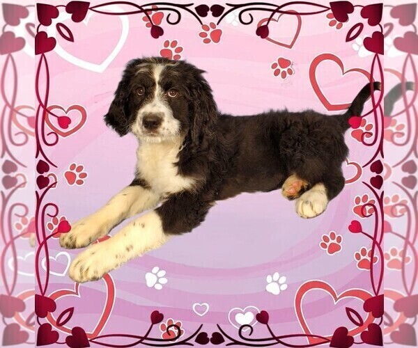 Medium Photo #30 Bernedoodle Puppy For Sale in BLACK FOREST, CO, USA