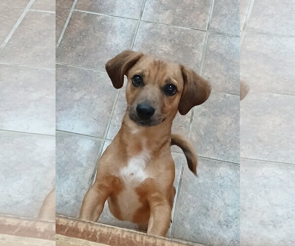 Medium Photo #2 Dachshund-Unknown Mix Puppy For Sale in Martinsburg, WV, USA