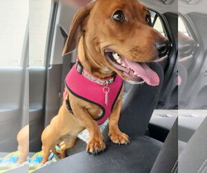 Dachshund-Unknown Mix Dogs for adoption in Shelbyville, TN, USA