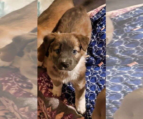 Medium Photo #1 American Staffordshire Terrier-Unknown Mix Puppy For Sale in Minneapolis, MN, USA