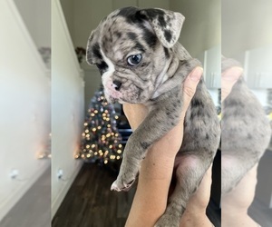 French Bulldog Puppy for Sale in HOUSTON, Texas USA