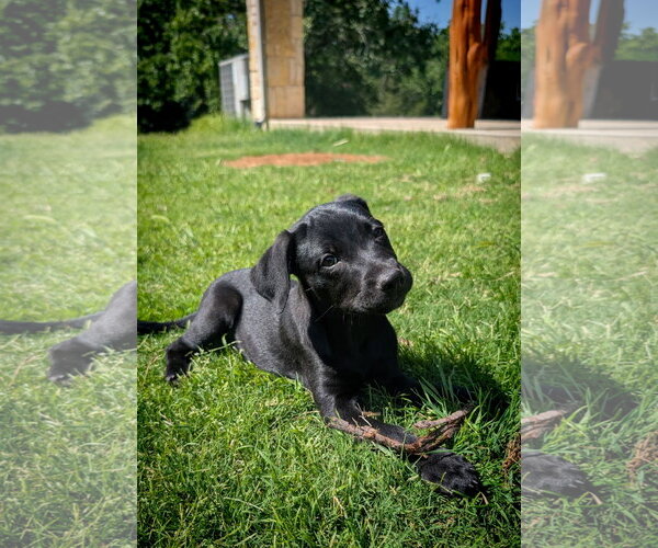 Medium Photo #2 Labrador Retriever-Unknown Mix Puppy For Sale in Fort Worth, TX, USA