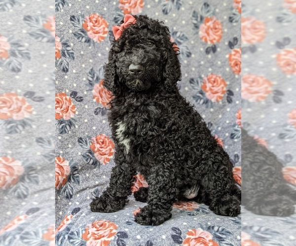 Medium Photo #1 Poodle (Standard) Puppy For Sale in OXFORD, PA, USA