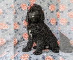 Small Photo #1 Poodle (Standard) Puppy For Sale in OXFORD, PA, USA