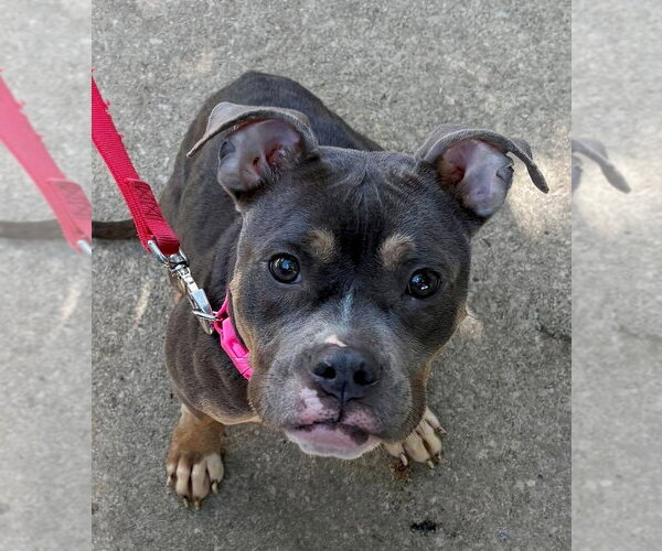 Medium Photo #1 Mutt Puppy For Sale in Rootstown, OH, USA