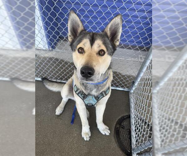 Medium Photo #1 Siberian Husky Puppy For Sale in Bakersfield, CA, USA