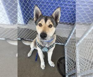 Siberian Husky Dogs for adoption in Bakersfield, CA, USA