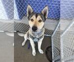 Small Siberian Husky