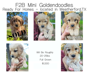 Doodle-Goldendoodle Mix Puppy for sale in WEATHERFORD, TX, USA