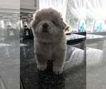 Small Photo #7 Chow Chow Puppy For Sale in VALLEJO, CA, USA