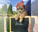 Small #9 Yo-Chon