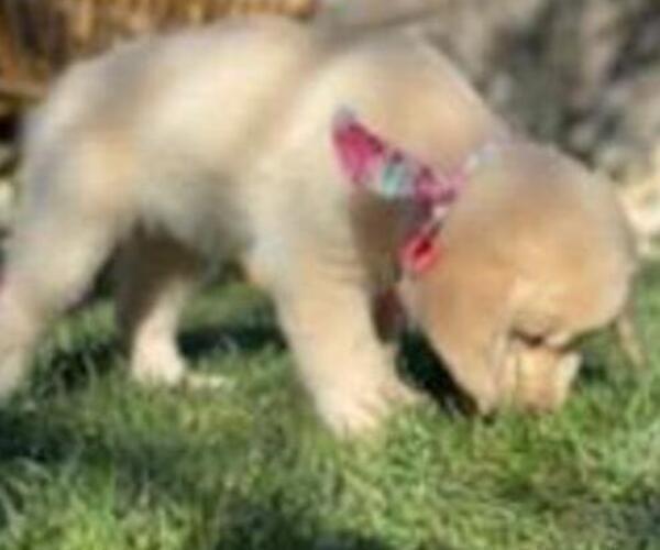 Medium Photo #30 Golden Retriever Puppy For Sale in CITRUS HEIGHTS, CA, USA