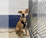 Toffee - 5 Months - Male Rhodesian Ridgeback-Unknown Mix Dog for Adoption - Small photo