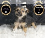 Small #4 Morkie