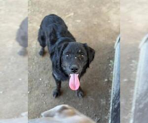 Medium Labrador Retriever Mix