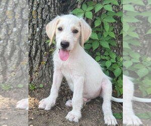 Mutt Dogs for adoption in Claremore, OK, USA