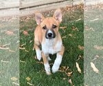 Small #8 Great Pyrenees Mix