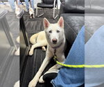 Small #1 Siberian Husky
