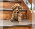 Puppy 7 Poodle (Standard)