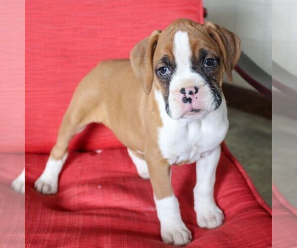 Medium Photo #1 Boxer Puppy For Sale in BIRD IN HAND, PA, USA