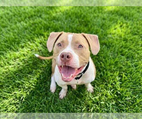 Medium Photo #2 Mutt Puppy For Sale in Martinez, CA, USA