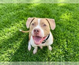 ACE - Male Mutt Dog for Adoption - Photo #2