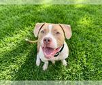 Small #1 Mutt
