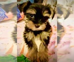 Small #4 Yorkshire Terrier