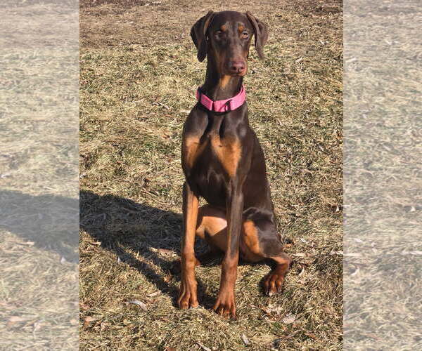 Medium Photo #2 Doberman Pinscher Puppy For Sale in Minneaoplis, MN, USA