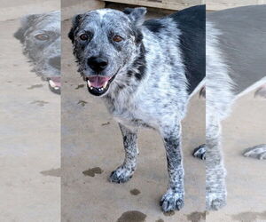 Mutt Dogs for adoption in Pena Blanca, NM, USA