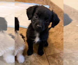 Maltipoo (Miniature) Dogs for adoption in Farmington, MN, USA