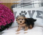Small Photo #3 Maltese-Morkie Mix Puppy For Sale in WARSAW, IN, USA