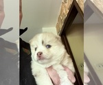Small #4 Pomsky