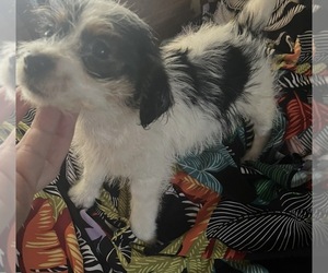 Mauzer-Poodle (Toy) Mix Puppy for sale in VENETA, OR, USA