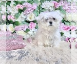Small Photo #79 Maltese Puppy For Sale in HAYWARD, CA, USA
