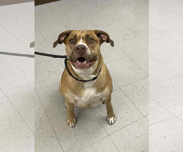 Medium Photo #1 Mutt Puppy For Sale in Low Moor, VA, USA